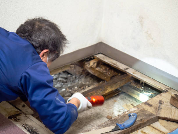 Best Best Mold Removal Companies  in Wheeler Af, HI