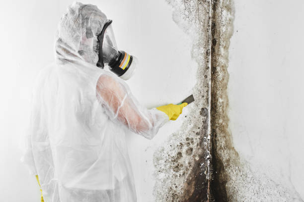 Best Affordable Mold Removal  in Wheeler Af, HI