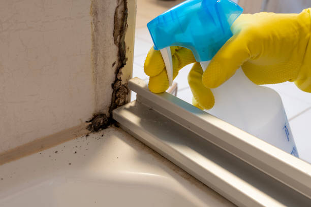 Best Mold Removal and Inspection  in Wheeler Af, HI