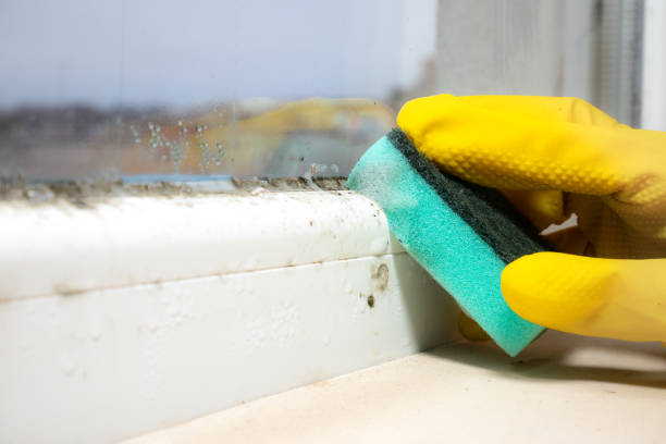 Best Certified Mold Removal  in Wheeler Af, HI