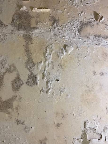 Best Mold Removal Near Me  in Wheeler Af, HI