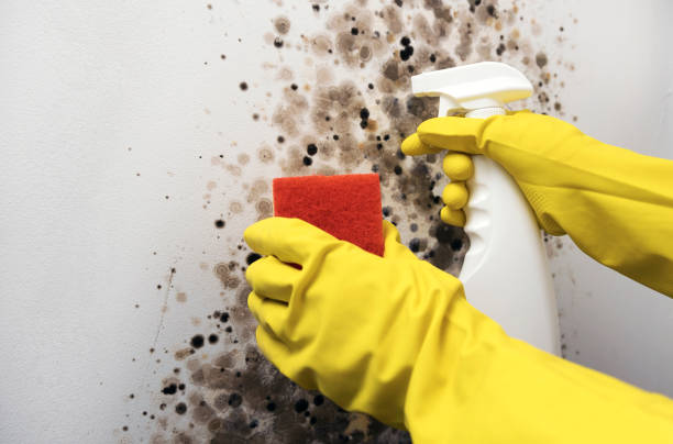 Best Home Mold Removal  in Wheeler Af, HI
